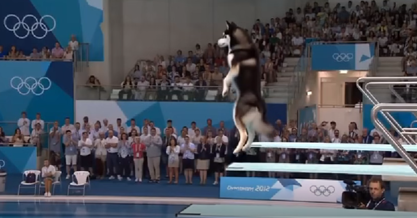 Dog Olympics AI Feature Preview
